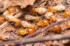 Quy trình cung cấp dịch vụ diệt mối tại Anh Khoa
