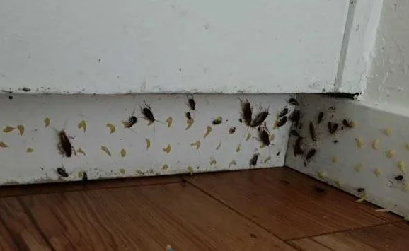 Tại sao cần diệt gián ngay khi phát hiện?