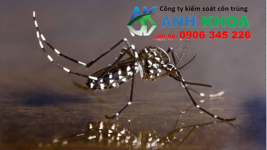 Dịch vụ phun thuốc diệt muỗi tại Quận Kiến An