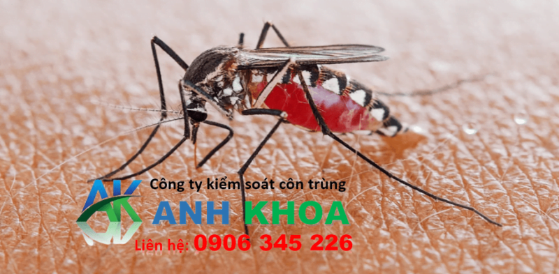 Dịch vụ phun thuốc diệt muỗi tại huyện Mê Linh