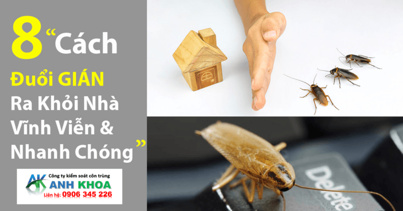 Các Phương Pháp Diệt Gián Tại Anh Khoa