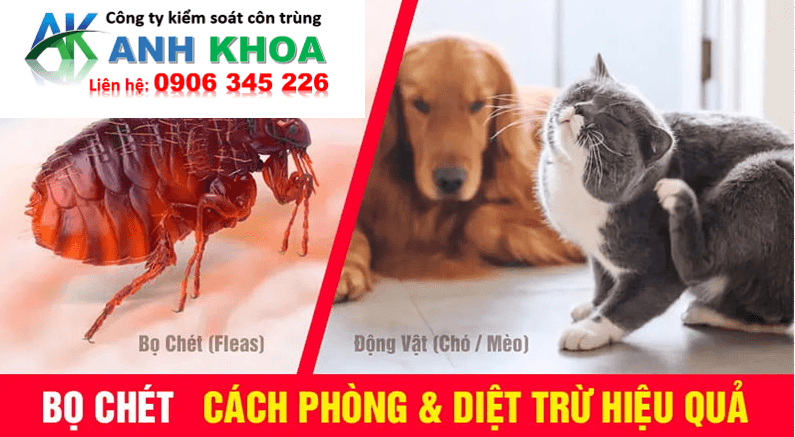 Quy trình Dịch Vụ Diệt Bọ Chét Tại Quận Dương Kinh – Anh Khoa