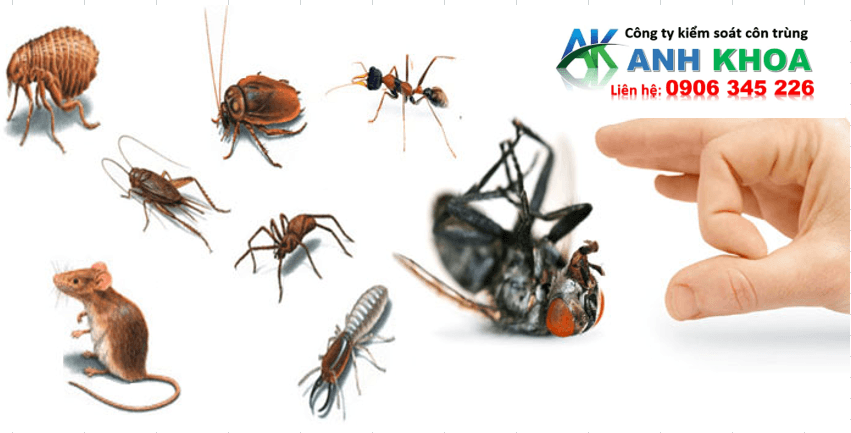 Dịch Vụ Diệt Côn Trùng Tại Quận Đồ Sơn