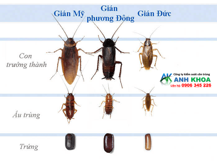 Các loại gián phổ biến tại Hải Phòng và mức độ nguy hại
