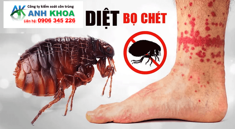 Dịch Vụ Diệt Bọ Chét Tại Quận Đồ Sơn