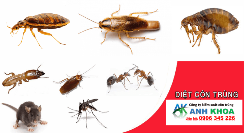 Dịch Vụ Diệt Côn Trùng Tại Quận Lê Chân