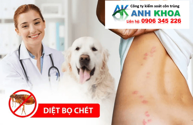 Dịch Vụ Diệt Bọ Chét Tại Quận Đồ Sơn Của Anh Khoa Có Gì Đặc Biệt?