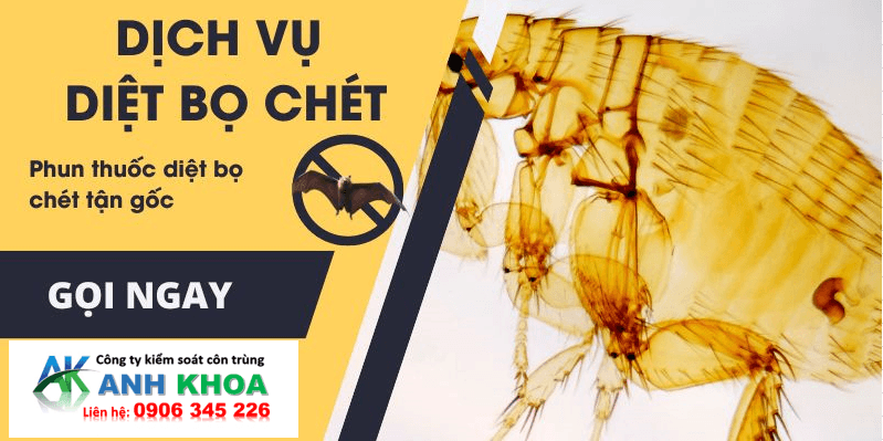 Dịch Vụ Diệt Bọ Chét Tại Quận Dương Kinh