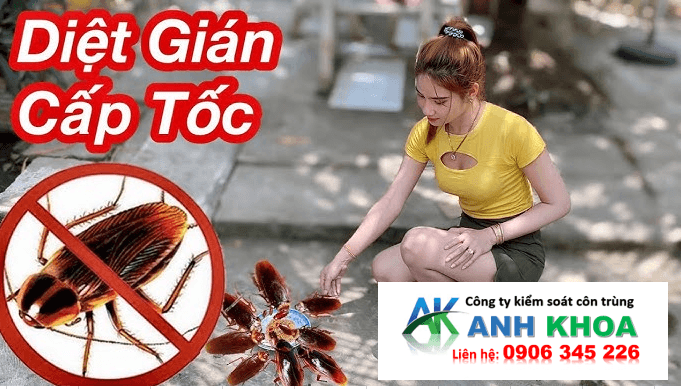 Dịch Vụ Diệt Gián Tại Quận Đồ Sơn