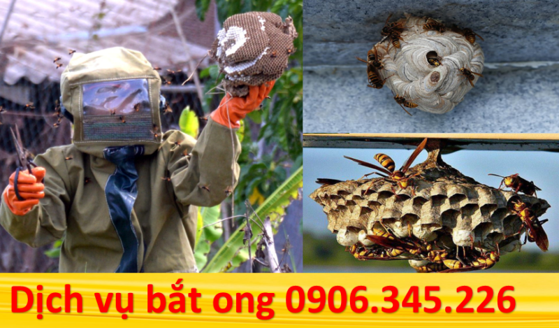 Dịch vụ bắt ong tại Quận 9
