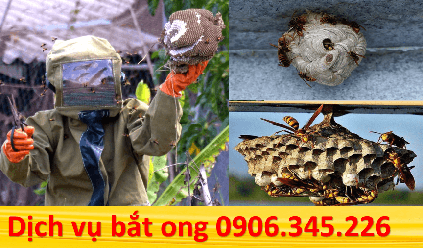 Dịch vụ bắt ong tại Quận 9