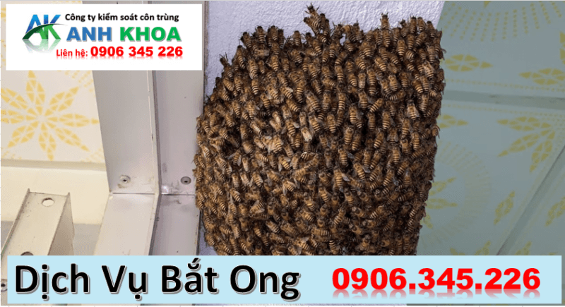 Dịch vụ bắt ong chuyên nghiệp - Công ty Anh Khoa