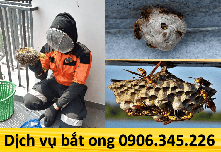 Dịch vụ bắt ong tại Quận 10