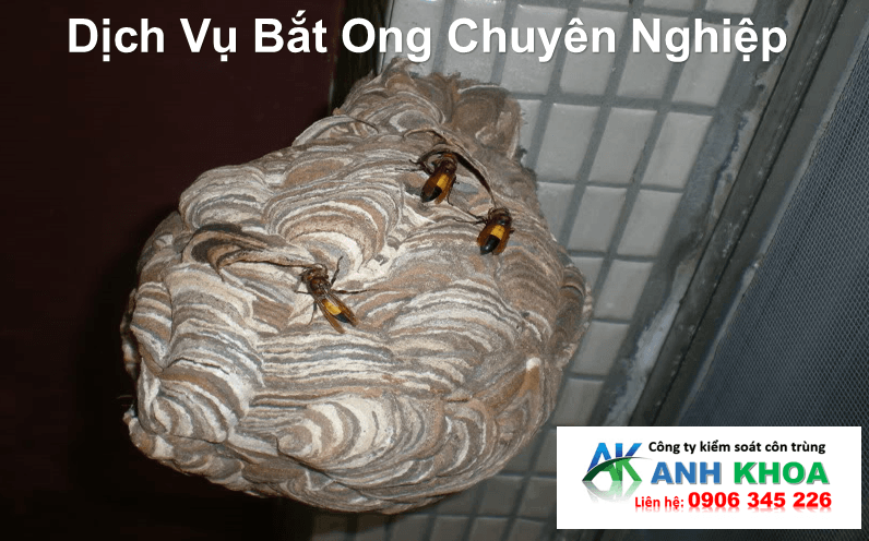 Liên hệ dịch vụ bắt ong 0906 345 226
