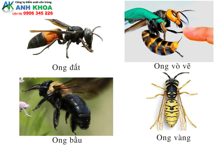 Một số loài ong độc tại Việt Nam
