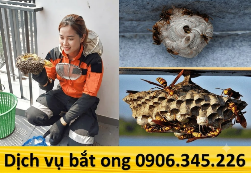 Liên hệ dịch vụ bắt ong khẩn cấp 0906.345.226